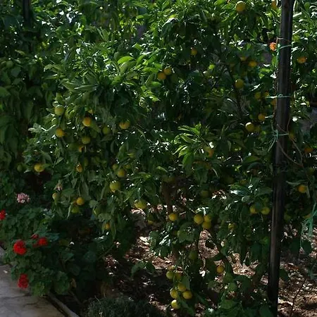 Seget Vranjica 4285b Apartman
